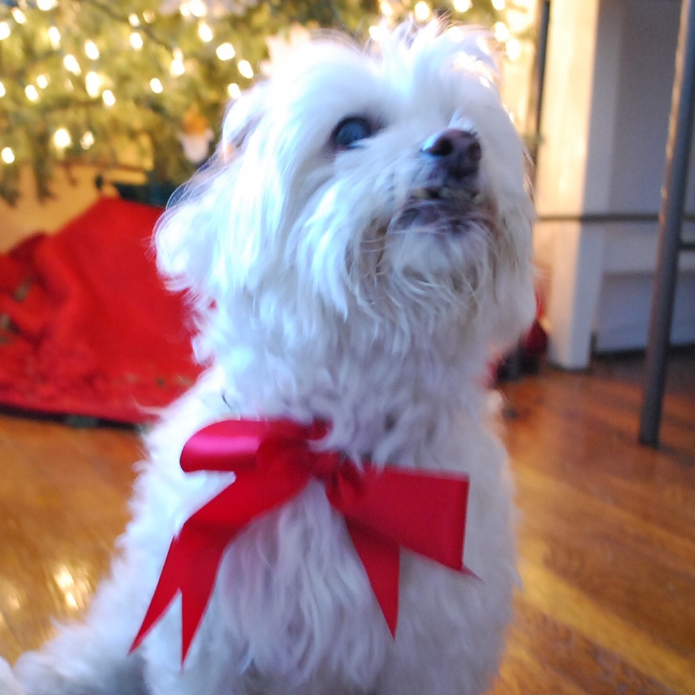 Meet your Posher, Jules